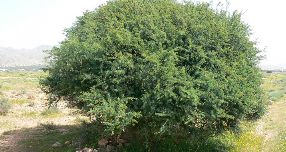 Acacia