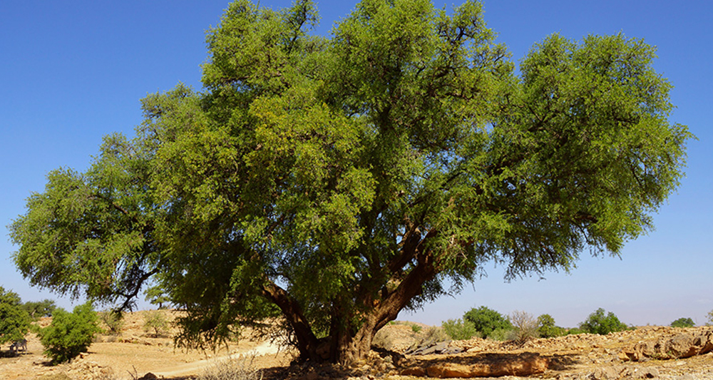 Argania Spinosa